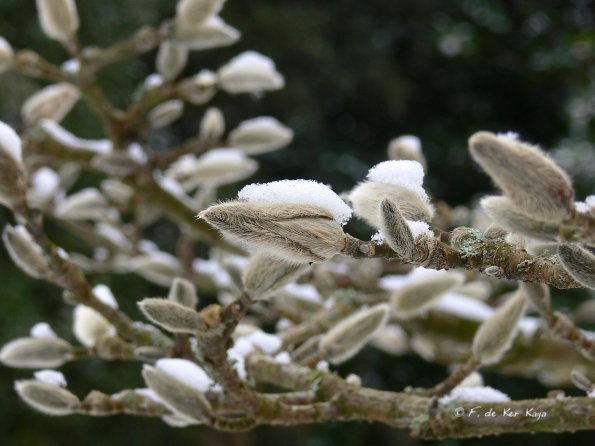 Bois des Moutiers Winterreise (30)